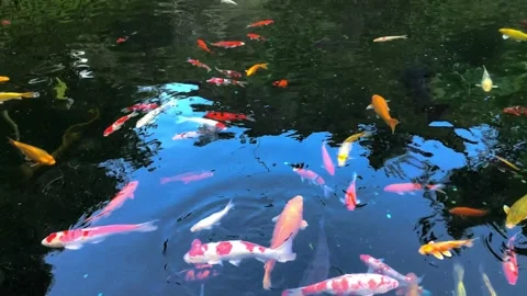 Fish Pond Stock Footage 320283895