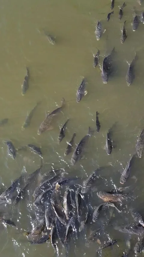 Fish in the pond. Stock Footage 329227476