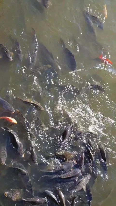 Fish in the pond. Stock Footage 329227477