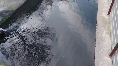 Fish pond 스톡 동영상 332808621