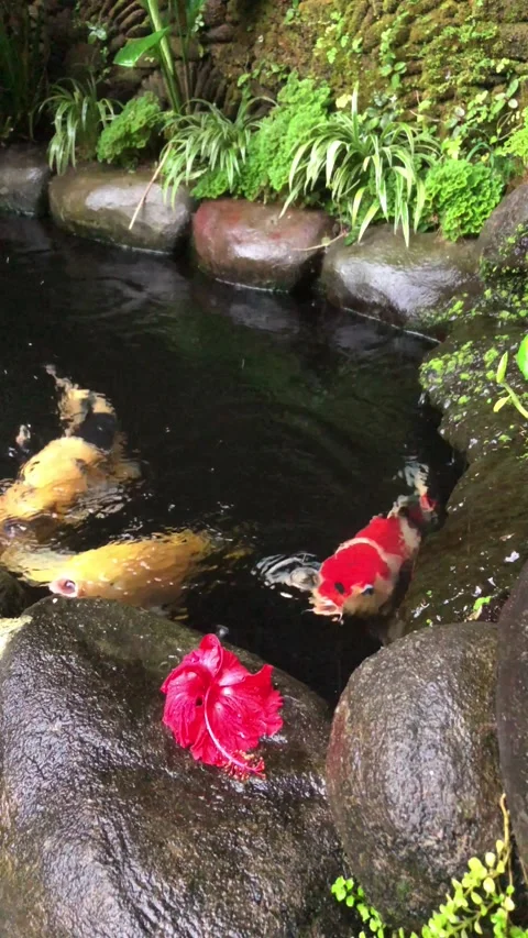 FISH pOND 스톡 동영상 333245628