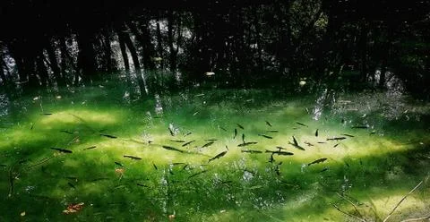 Fish pond with forest reflection Stock-Fotos