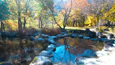 Fish pond in the garden Stock Footage 234542996
