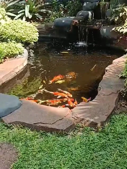 Fish Pond Garden Stock Footage 243164674