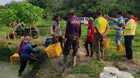 Fish Pond Harvesting Stock Footage 249650980