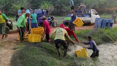 Fish Pond Harvesting Video stock 249650981