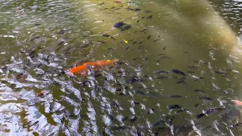 The fish pond has turned green. A pond with various types of fish Stock Footage 306670953