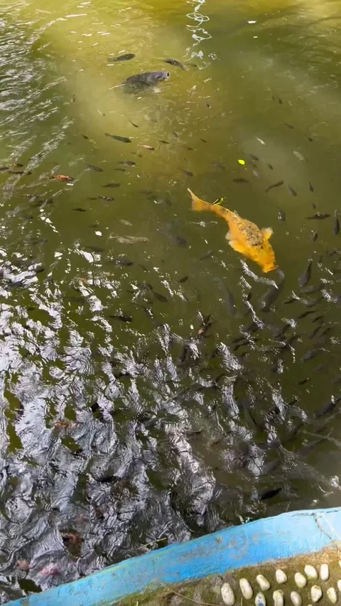 The fish pond has turned green. A pond with various types of fish Video stock 306670957