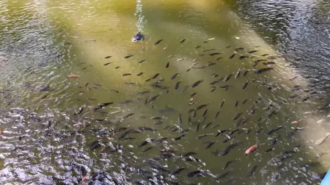 The fish pond has turned green. A pond with various types of fish Stock Footage 306670963