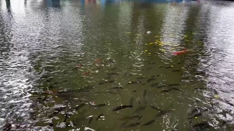 The fish pond has turned green. A pond with various types of fish Stock Footage 306671083