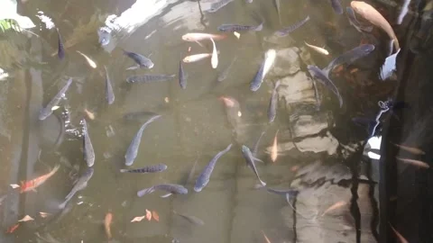 Fish Pond At Home Stock Footage 222032843