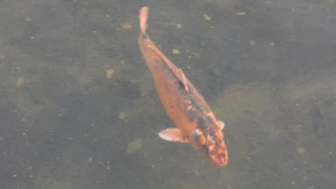 Fish pond in the middle of the city Видео 183433423