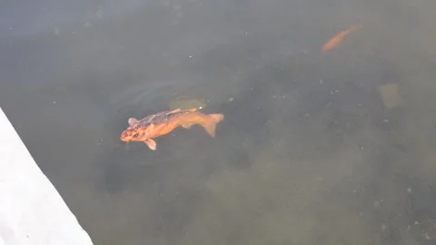 Fish pond in the middle of the city Video stock 183433533