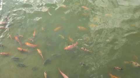 Fish in the pond in the middle of the city park Stock Footage 169521079