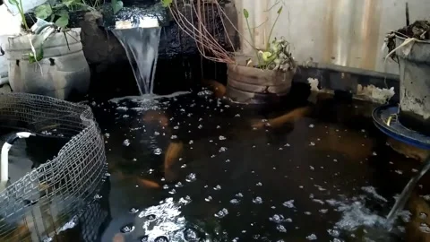Fish pond with mini waterfall and greenery. Gourami and tilapia Stock Footage 321322317