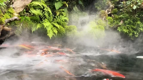 Fish pond with mist effect surrounded by rocks Stock Footage 289038989