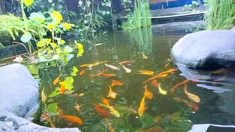 Fish pond with natural coolness makes your eyes sleep soundly Stock Footage 257051695