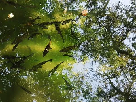 Fish pond with nature reflection Stock-Fotos