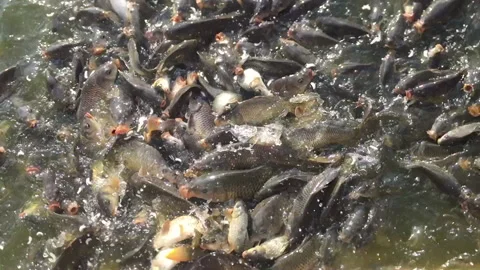 Fish pond, or fishpond, is a controlled pond, artificial lake, or reservoir t Stock Footage 137430114