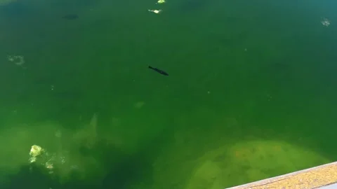 Fish in pond, Parc Central, Santa Perpetua, 4K 動画素材 332494591