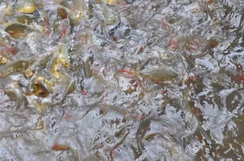 Fish pond Stock Photos