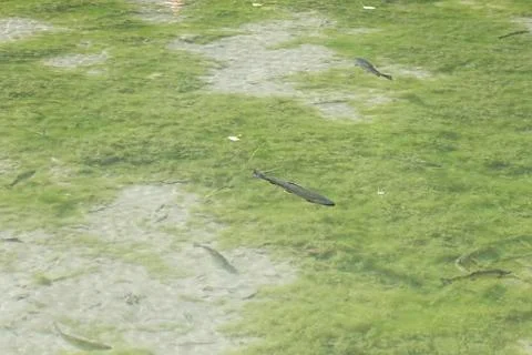 Fish in pond Stock Photos