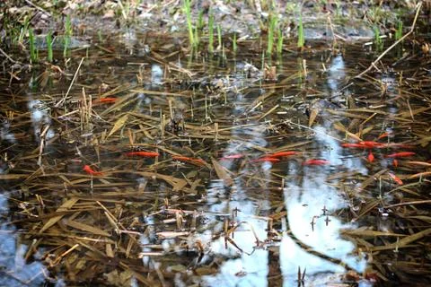 Fish in pond Stock Photos