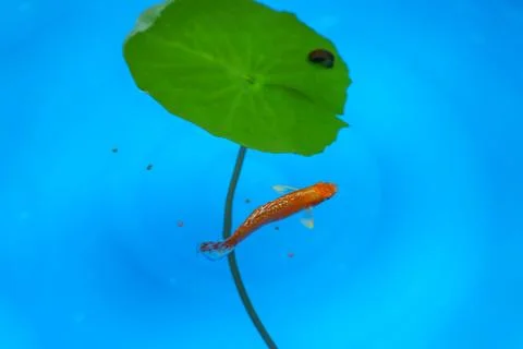 Fish in the pond Stock Photos
