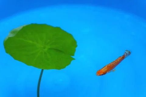 Fish in the pond 스톡 사진