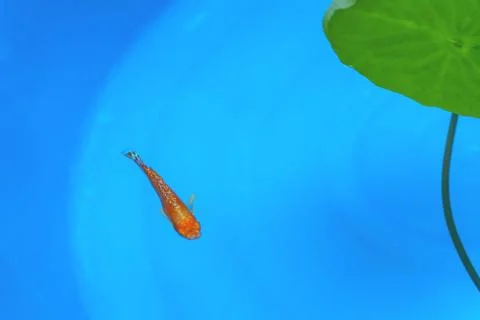 Fish in the pond Stock Photos