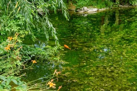 Fish in a pond Stock Photos