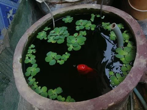 Fish pond Photos