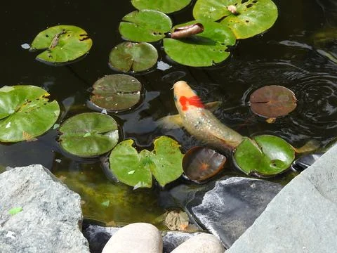 Fish in pond Stock Photos