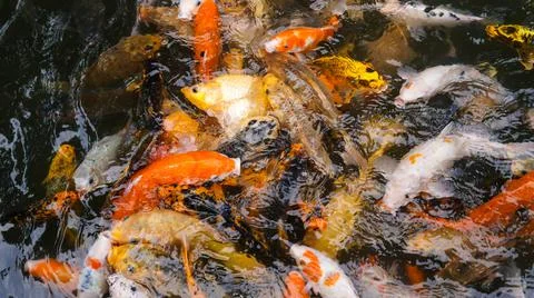 Fish in the pond Stock Photos