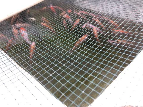Fish Pond Stock Photos