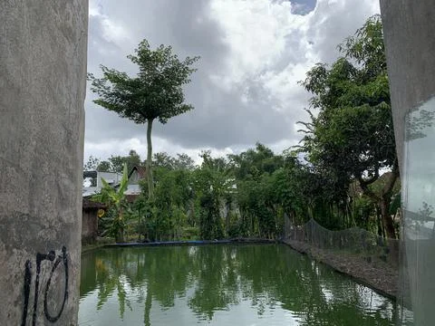 Fish Pond 库存照片
