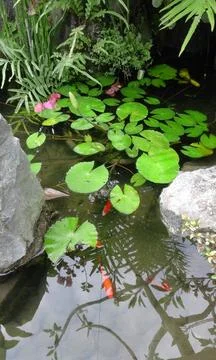 Fish Pond 库存照片