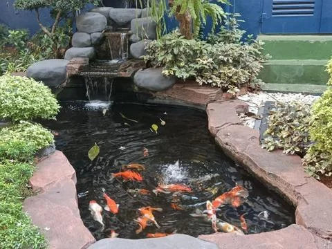 Fish Pond Stock Photos