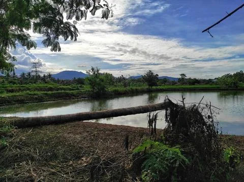 Fish pond Stock Photos