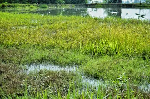 Fish pond Stock Photos