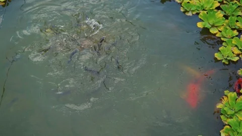 Fish in pond with plants, slow motion Stock Footage 99457136