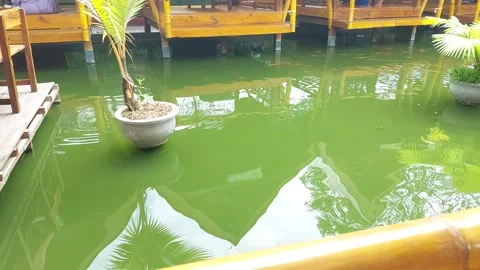 Fish pond in the restaurant Stock Footage 206583348