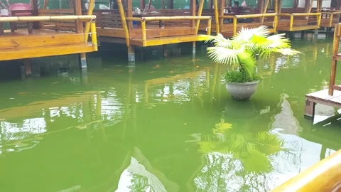 Fish pond in the restaurant Video stock 206583407