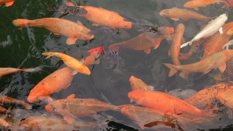 FIsh on a pond swimming Stock Footage 263967398