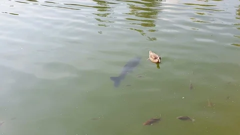 Fish in the pond, top view, school of fish Stock-Footage 99225589