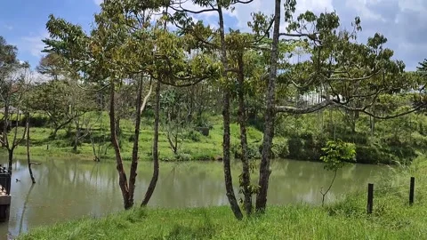 Fish pond with trees and blue sky background Stock Footage 232187145