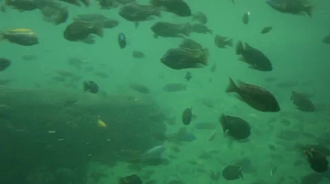 Fish in a pond underwater Stock-Footage 11151824