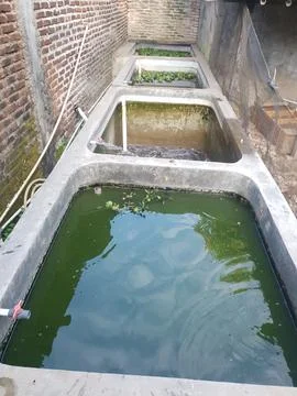 Fish pond using cement with cloudy water Stock Photos