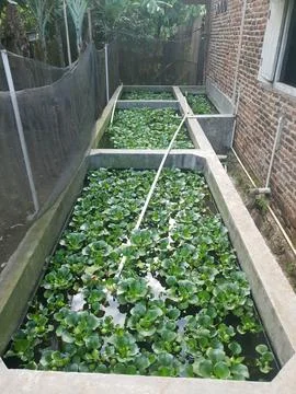 Fish pond using cement with cloudy water Stock Photos