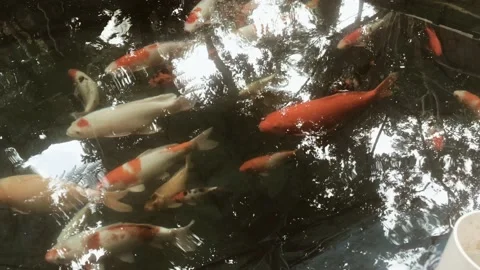 Fish in a pond with various types of fish Stock-Footage 168213462